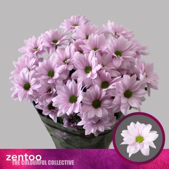 Vollsortiment - Chrysantheme große verzweigte, einfach hellrosa